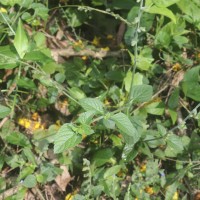 Salvia misella Kunth
